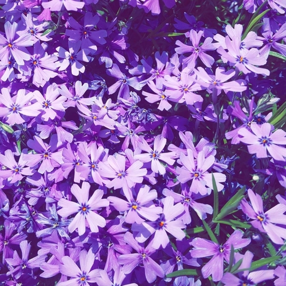 Meet your Posher, Laura - Picture 1 of 1